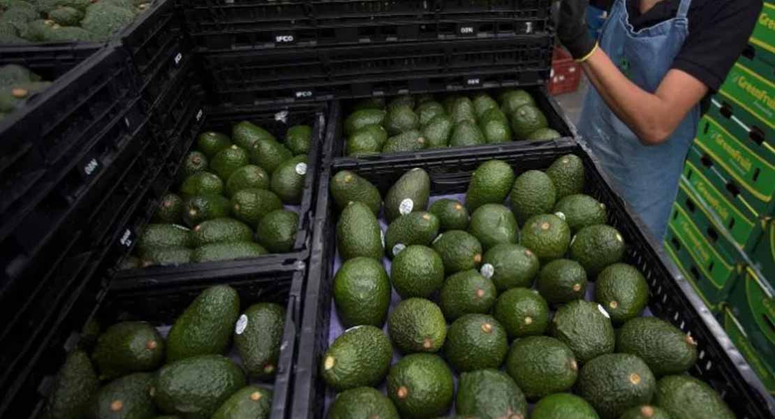Hasta China llegan aguacates con el sello de La Familia Michoacana